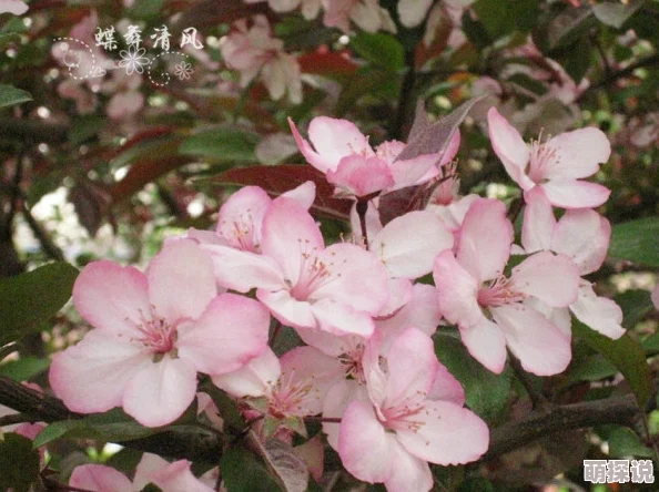浪货h原名海棠依旧绽放着美丽的花朵