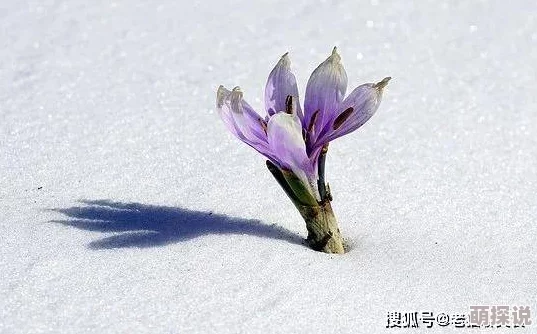 多肉高h生活充满希望与美好，每一天都是新的开始，勇敢追求梦想