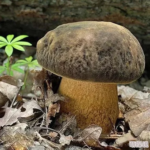 粗大蘑菇头紫黑青筋暴原名牛肝菌图片搜索结果未经处理请谨慎观看