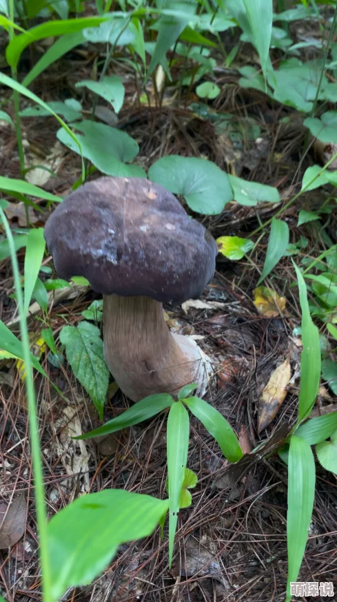 粗大蘑菇头紫黑青筋暴原名牛肝菌图片搜索结果未经处理请谨慎观看