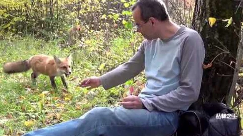骚狐狸视频揭秘野生狐狸的生存智慧与家族故事 骚狐狸视频揭秘野生狐狸的生存智慧与家族故事
