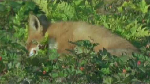 骚狐狸视频揭秘野生狐狸的生存智慧与家族故事 骚狐狸视频揭秘野生狐狸的生存智慧与家族故事