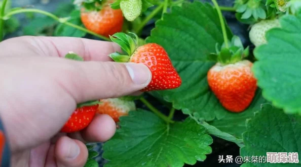 心动小镇草莓酱赚钱秘籍大公开！惊喜消息：高效制作法助你快速致富！