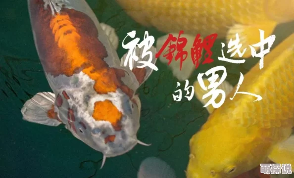 BL文库锦鲤乡鱼塘升级新增锦鲤品种