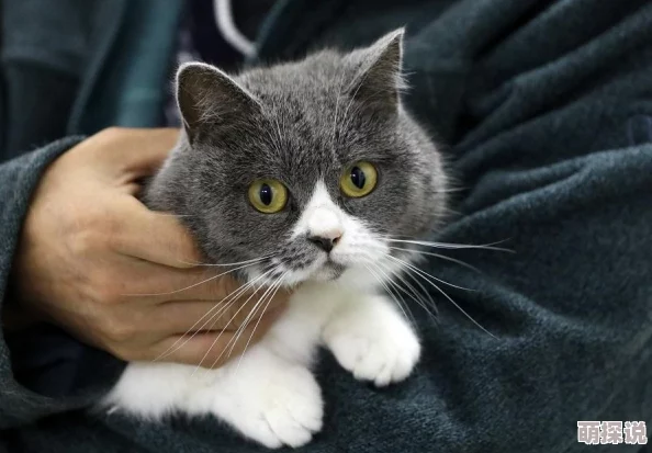 惊喜揭秘!DNF宠物选择新指南:奶爸角色最佳搭档,竟隐藏这样的神秘之选! 惊喜揭秘!DNF宠物选择新指南:奶爸角色最佳搭档,竟隐藏这样的神秘之选!