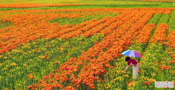 春水流近日春季气温回暖各地花卉竞相开放吸引游客纷纷前来观赏