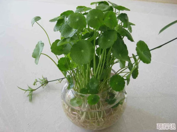 两根茎同时进去实验进行到第五阶段两组数据出现明显差异需进一步观察