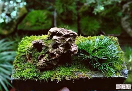 两根茎同时进去实验进行到第五阶段两组数据出现明显差异需进一步观察