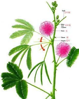两根茎同时进去实验进行到第五阶段两组数据出现明显差异需进一步观察