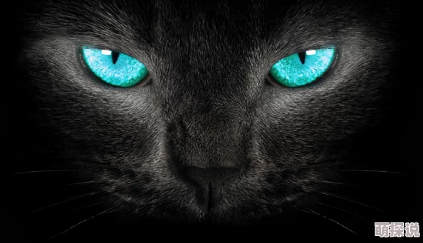玩家深情怀念未DEI化的老黑猫，灵魂发文引热议！惊喜消息：经典形象即将复刻回归！