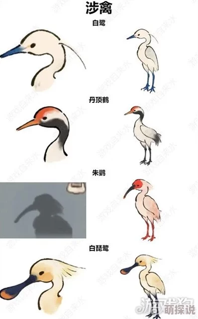 惊喜揭秘！桃源深处有人家：鸟类辨认全攻略与高效技巧图解大放送