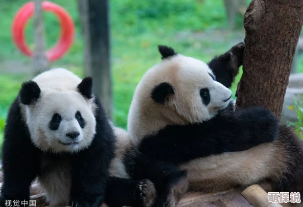 2024年惊喜发布！人气爆棚的动物园手机游戏大盘点，经典与新作汇总来袭！