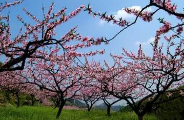 乡村春色小说桃花盛开之际村里来了一个神秘的画家