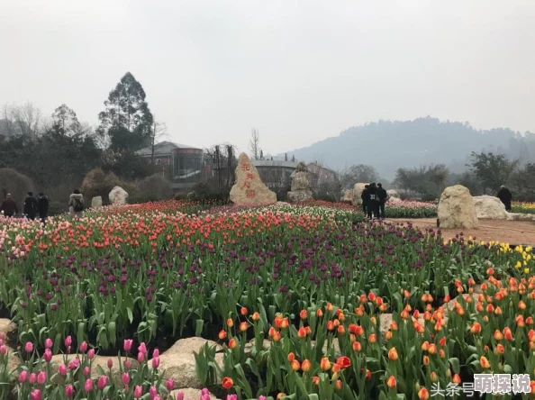 第五人格喧嚣技能全面解析：惊喜消息！揭秘其隐藏威力与实战应用详解