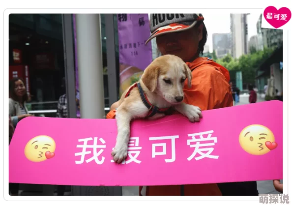 fi11研究所老黄狗友善陪伴让生活更温暖，爱心传递幸福每一天