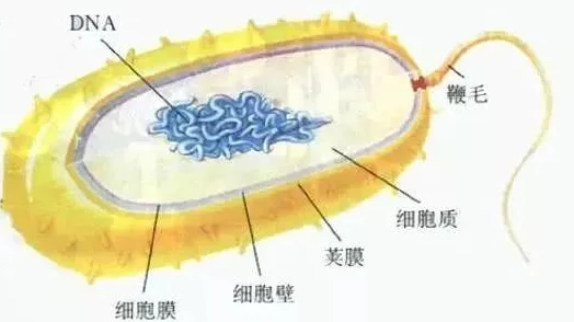 嗯不要h近日科学家发现新型抗生素可有效对抗耐药细菌 嗯不要h近日科学家发现新型抗生素可有效对抗耐药细菌