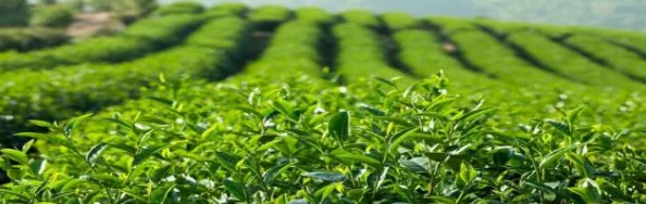 三分甜推出全新夏季限定饮品，清爽口感让你消暑又解渴，快来尝鲜！