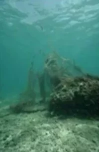 鲤鱼乡哭泣粗暴多人曝光网络传播低俗视频警方已介入调查