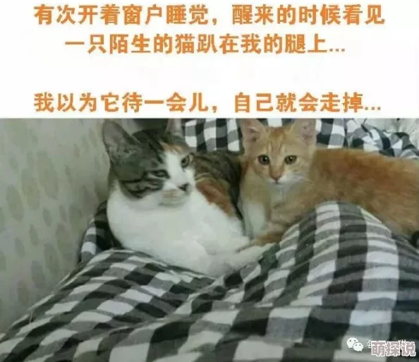 高h激情小说听说作者是位90后程序员,还是个猫奴,码字之余喜欢撸猫 高h激情小说听说作者是位90后程序员,还是个猫奴,码字之余喜欢撸猫