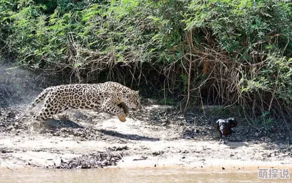 巴西美女与动交ZoZ0z震惊！野外罕见白化美洲豹幼崽被发现