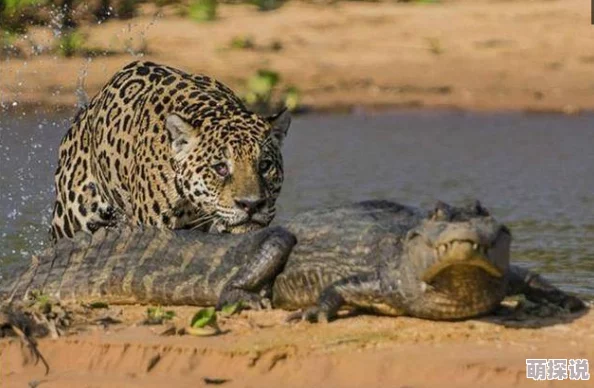 巴西美女与动交ZoZ0z震惊！野外罕见白化美洲豹幼崽被发现