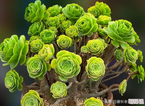 揭秘！原始传奇法师图标大公开，惊喜消息：全新法师皮肤即将上线！