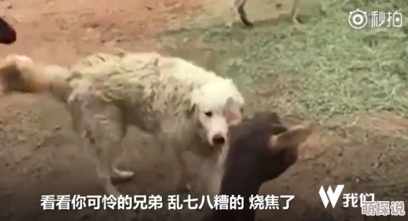 惊喜发现！地铁逃生游戏中，忠诚狗狗的秘密藏身之处大揭秘！