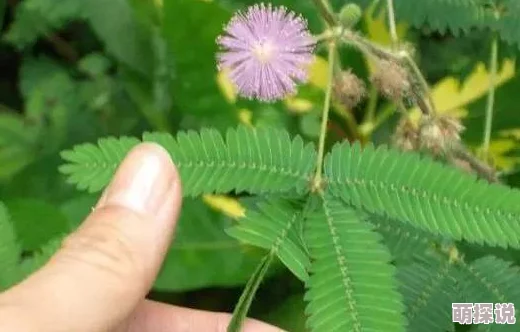 含羞草420app每天免费三次漫漫回家路心怀希望勇敢前行每一步都是新的开始