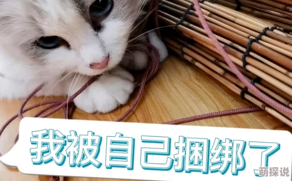 捆绑调教故事听说作者是某公司高管笔名是他家猫的名字