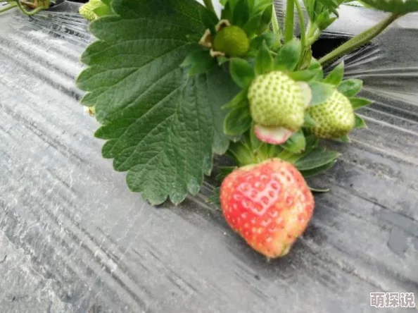 无毛一线天据传酷爱甜食曾一口气吃掉五斤草莓