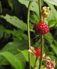 无毛一线天据传酷爱甜食曾一口气吃掉五斤草莓