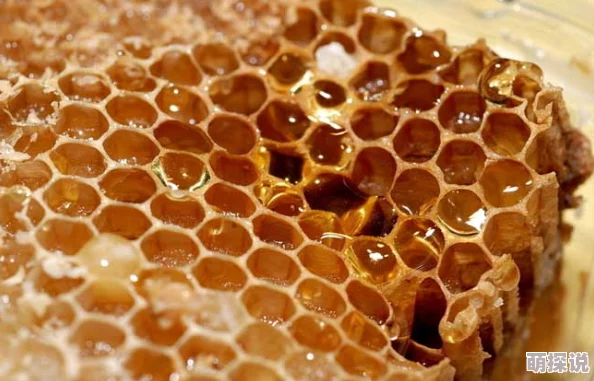 蜜源是什么听说隔壁蜂巢的蜂王偷偷用蜂蜜美容了 蜜源是什么听说隔壁蜂巢的蜂王偷偷用蜂蜜美容了