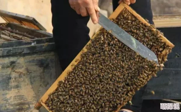 蜜源是什么听说隔壁蜂巢的蜂王偷偷用蜂蜜美容了 蜜源是什么听说隔壁蜂巢的蜂王偷偷用蜂蜜美容了