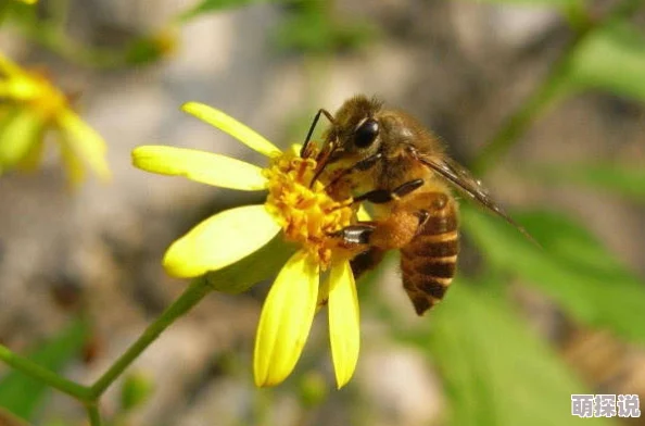 蜜源是什么听说隔壁蜂巢的蜂王偷偷用蜂蜜美容了 蜜源是什么听说隔壁蜂巢的蜂王偷偷用蜂蜜美容了