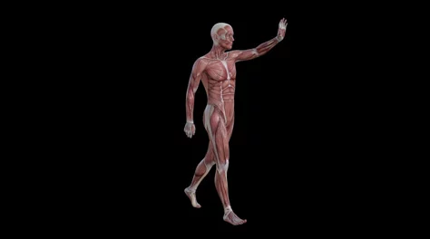 西西人体新增骨骼肌肉动画演示和3D打印模型下载功能