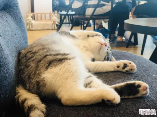 快干我听说隔壁王二麻子家的狗昨天跟李寡妇家的猫私奔了