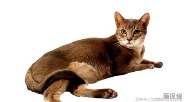 没有衣服的埃及猫跳舞链接据传这只猫的主人是一位神秘的百万富翁曾花费重金打造猫咪专属舞池