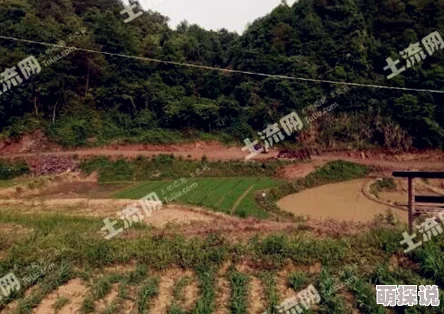 美女草比种植基地非法占用耕地破坏生态环境