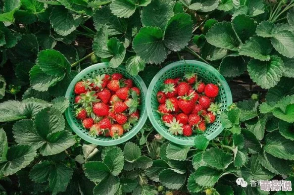 草莓小视频新鲜采摘甜蜜上线尽享春日莓好时光