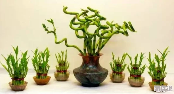 观赏植物大全盆栽品种丰富图文并茂新手友好值得收藏