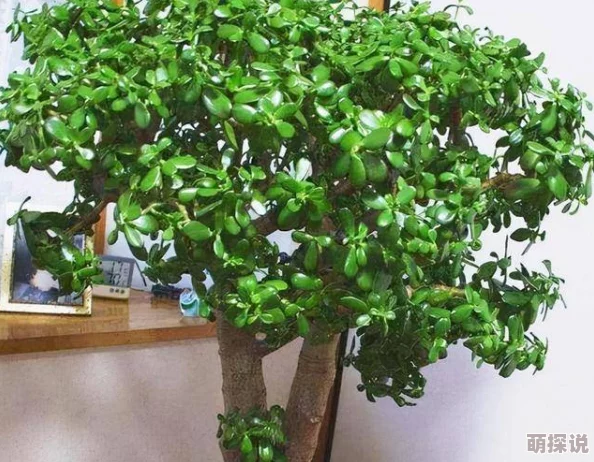 观赏植物大全盆栽品种丰富图文并茂新手友好值得收藏