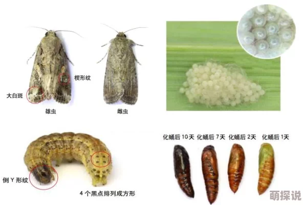保卫萝卜3新角色侦探萝卜智斗上线，热门揭秘：真相永远只有一个！