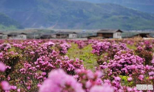 野花中国中文版免费观看视频反映社会底层现实引发争议画面真实引人深思