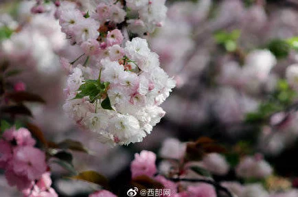 花红柳绿的意思指的是春天景色美好万物复苏色彩鲜艳