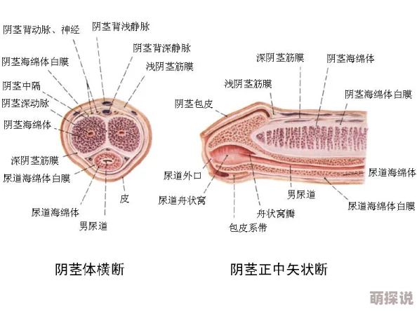 男阳茎进女阳道全过程男在线观看现已下架相关内容请勿传播