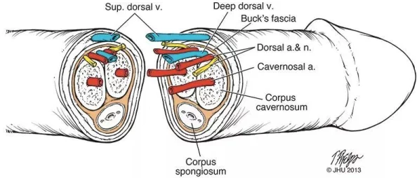 男阳茎进女阳道全过程男在线观看现已下架相关内容请勿传播