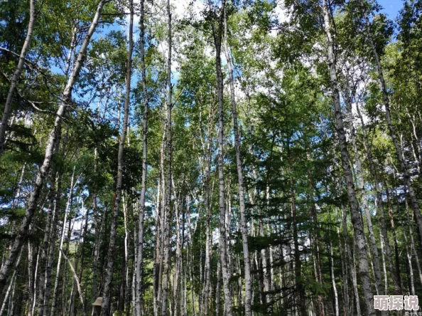 仙境传说RO手游:平民ID流猎人最新热门加点攻略 仙境传说RO手游:平民ID流猎人最新热门加点攻略