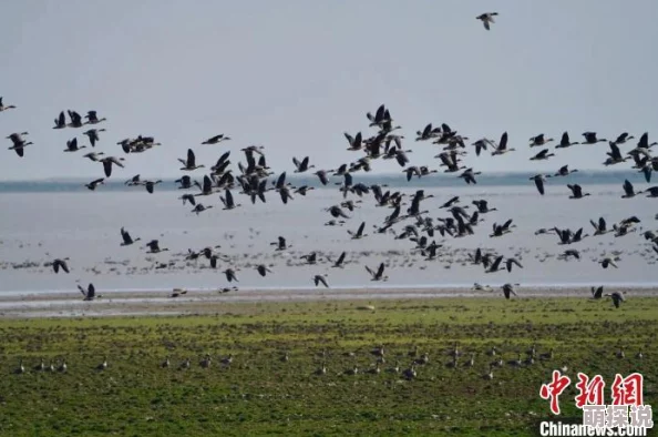 飞鸥不下持续高温致鄱阳湖水位下降鱼类减少影响觅食
