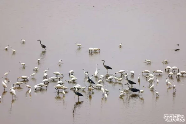 飞鸥不下持续高温致鄱阳湖水位下降鱼类减少影响觅食