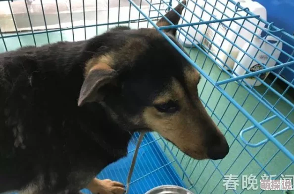 狗狗猛涨精肉狗大壮市场占有率突破30%领跑高端鲜肉粮市场